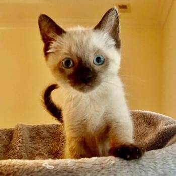 Little Blue Eyes -  Siamese and Domestic Short Hair Cat Available for Adoption in Knoxville, Tennessee - Little Blue Eyes | PetCurious