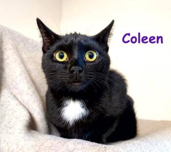Coleen -  Domestic Short Hair Cat for Adoption in Falls Creek, Pennsylvania - Coleen | PetCurious