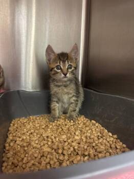 Zara -  Domestic Short Hair Cat for Adoption in Burgaw, North Carolina - Zara | PetCurious