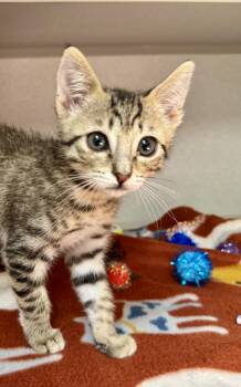 -Coal -  Tabby and Domestic Short Hair Cat for Adoption in Red Bluff, California - -Coal | PetCurious