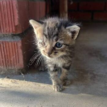 Thoth -  Domestic Short Hair Cat for Adoption in Hemet, California - Thoth | PetCurious