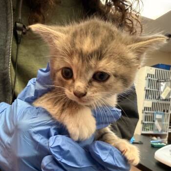 Monica -  Domestic Short Hair Cat for Adoption in Flagstaff, Arizona - Monica | PetCurious