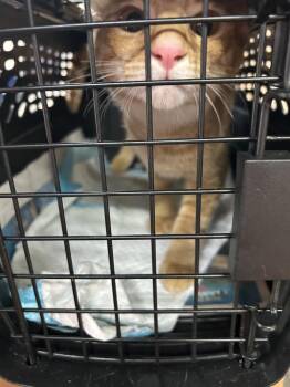 Jack -  Domestic Short Hair Cat Available for Adoption in Naranjito, Naranjito - Jack | PetCurious