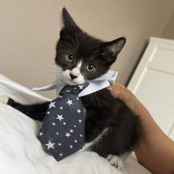 Ginger -  Domestic Short Hair Cat for Adoption in Los Angeles, California - Ginger | PetCurious