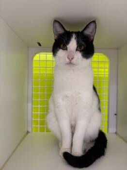 Rescue Domestic Short Hair Cats for Adoption in Dallas, Texas - Nezuko 4661 | PetCurious