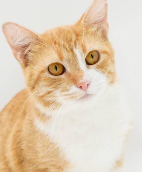 Murphy is the ultimate therapy cat love bug - VIDEOS -  Tabby and Turkish Van Cat for Adoption in Bedford Hills, New York - Murphy Is The Ultimate Therapy Cat Love Bug - VIDEOS | PetCurious