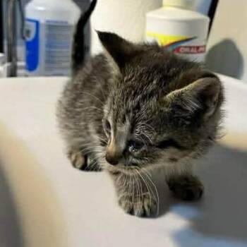 Domestic Short Hair Cats Available for Adoption in Harrisonburg, Virginia - Nebula | PetCurious