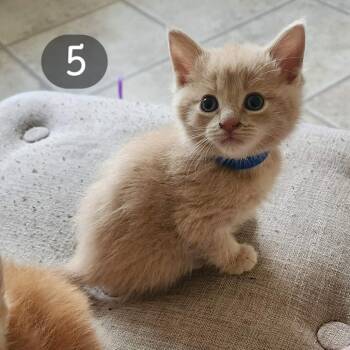 Murphy -  Domestic Short Hair Cat for Adoption in Woodstock, Virginia - Murphy | PetCurious