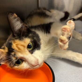 Domestic Short Hair Cats Available for Adoption in Parrish, Alabama - Milkshake | PetCurious