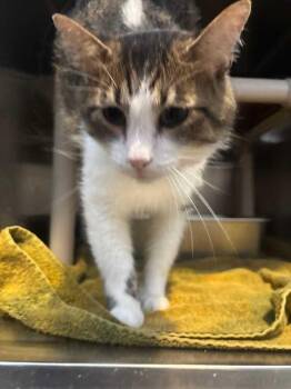 Domestic Medium Hair Cats Available for Adoption in Wheaton, Illinois - Fitzgerald | PetCurious