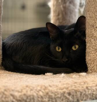 Rescue Domestic Short Hair Cats for Adoption in Cumberland, Maine - Valentino | PetCurious