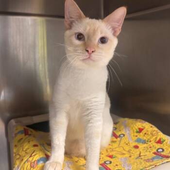 Domestic Short Hair Cats Available for Adoption - Sokar | PetCurious