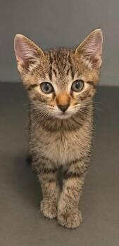 Tuck -  Domestic Short Hair Cat for Adoption in Columbia, Tennessee - Tuck | PetCurious