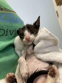 Nurse Donnie -  Domestic Short Hair Cat for Adoption in St. Peters, Missouri - Nurse Donnie | PetCurious