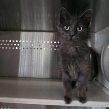 Domestic Medium Hair Cats Available for Adoption in Denver, Colorado - Ivy Carlsbad | PetCurious