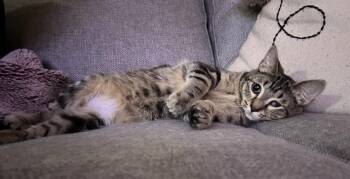 Domestic Short Hair Cats Available for Adoption - Isla - Available 1/30 | PetCurious