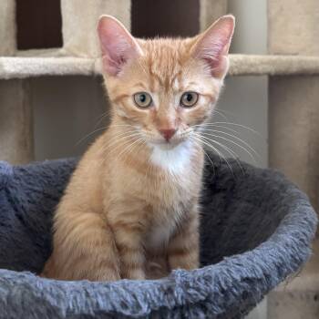 Carter -  Domestic Short Hair Cat for Adoption in Pickering, Ontario - Carter | PetCurious