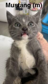 Mustang -  Domestic Short Hair Cat for Adoption in Saugerties, New York - Mustang | PetCurious
