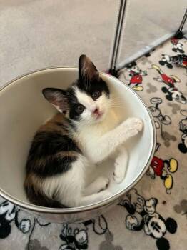 Shelley Duvall -  Domestic Short Hair Cat for Adoption in Tucson, Arizona - Shelley Duvall | PetCurious