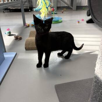 Joey Scores -  American Shorthair Cat for Adoption in Big Rapids, Michigan - Joey Scores | PetCurious