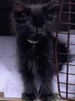 BISMO -  Domestic Short Hair Cat for Adoption in Las Vegas, Nevada - BISMO | PetCurious