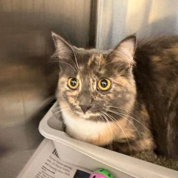 Milica -  Domestic Long Hair Cat for Adoption in Winston-salem, North Carolina - Milica | PetCurious