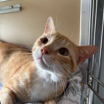 Nermal -  Domestic Short Hair Cat for Adoption in Leander, Texas - Nermal | PetCurious