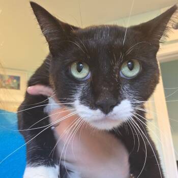 Rescue Domestic Short Hair Cats for Adoption in Bel Air, Maryland - Big Tex | PetCurious