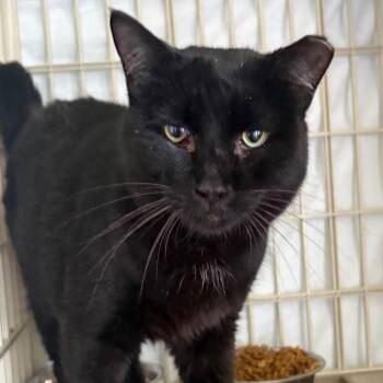 OG -  Domestic Short Hair Cat Available for Adoption in Valdosta, Georgia - OG | PetCurious
