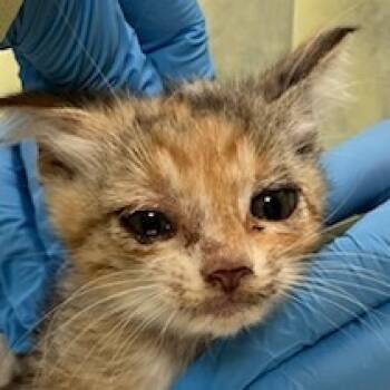 Rescue Domestic Short Hair Cats for Adoption in Las Cruces, New Mexico - Mrs. Parker | PetCurious