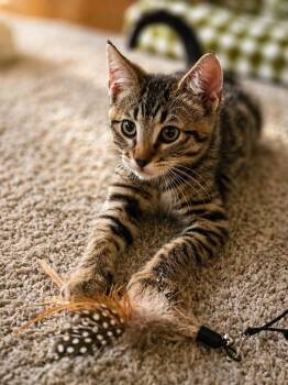 Domestic Short Hair Cats Available for Adoption in Brookings, Oregon - Skippy | PetCurious