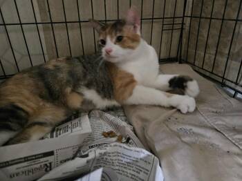 Rescue Domestic Short Hair Cats for Adoption in Monticello, Indiana - Captain | PetCurious