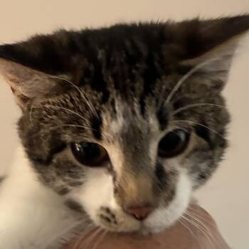 Clea -  Domestic Short Hair Cat for Adoption in Mundelein, Illinois - Clea | PetCurious