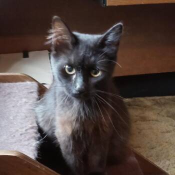 Chica -  Domestic Medium Hair Cat for Adoption in Coos Bay, Oregon - Chica | PetCurious