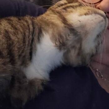 Nuzzler -  Domestic Short Hair Cat for Adoption in Reisterstown, Maryland - Nuzzler | PetCurious