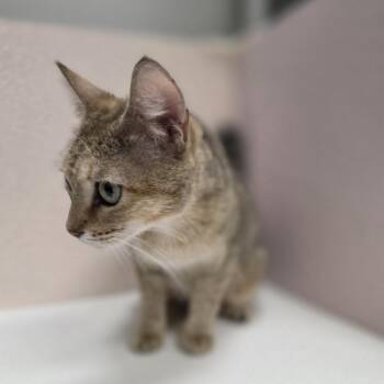 Autumn -  Domestic Short Hair Cat for Adoption in Jupiter, Florida - Autumn | PetCurious