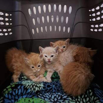Domestic Short Hair Cats Available for Adoption in Kanab, Utah - Perlino | PetCurious