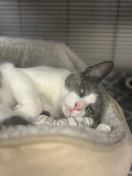 MacDonald -  Domestic Short Hair Cat for Adoption - MacDonald | PetCurious