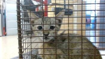 CHUCHU -  Domestic Short Hair Cat for Adoption in Doral, Florida - CHUCHU | PetCurious
