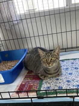 Rescue Domestic Short Hair Cats for Adoption in Trenton, New Jersey - Haylee | PetCurious