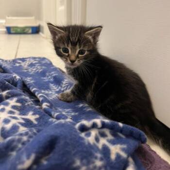 Beast -  Domestic Short Hair Cat Available for Adoption in Mebane, North Carolina - Beast | PetCurious
