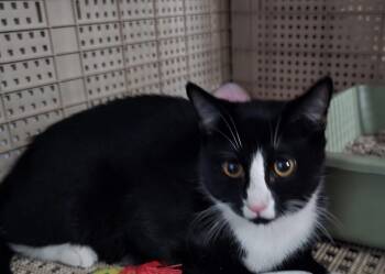 JUSTIN CASE -  Domestic Short Hair Cat for Adoption in Spotswood, New Jersey - JUSTIN CASE | PetCurious