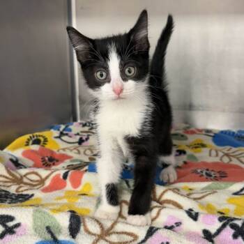 Rescue Domestic Short Hair Cats for Adoption in Beaumont, Texas - Daisy | PetCurious