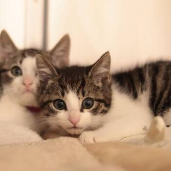 Lil Loogie -  Domestic Short Hair Cat for Adoption in Philadelphia, Pennsylvania - Lil Loogie | PetCurious
