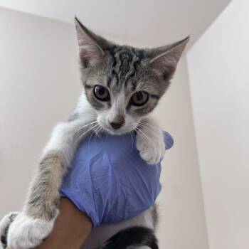 Grape -  Domestic Short Hair Cat for Adoption in Kanab, Utah - Grape | PetCurious