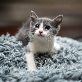 Silvermist -  Domestic Short Hair Cat for Adoption in Gainesville, Georgia - Silvermist | PetCurious
