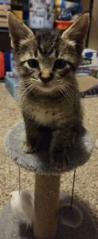 HENRY -  Domestic Short Hair Cat for Adoption in Omaha, Nebraska - HENRY | PetCurious