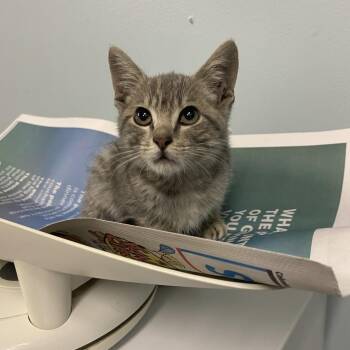 Herbie -  Domestic Short Hair Cat for Adoption in Columbia, Missouri - Herbie | PetCurious