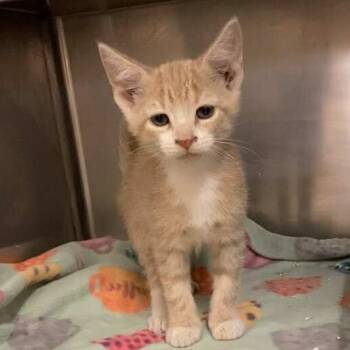 Rescue Domestic Short Hair Cats for Adoption in Elbow Lake, Minnesota - Leo | PetCurious