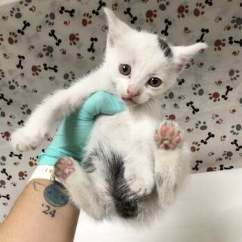 GABRIEL -  Domestic Short Hair Cat for Adoption in Riverside, California - GABRIEL | PetCurious